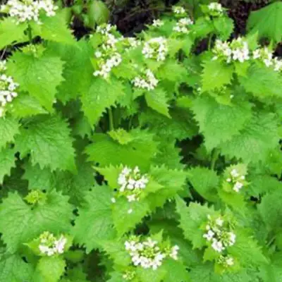 beervelde-alliaria_petiolata