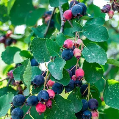beervelde-amelanchier_alnifolia
