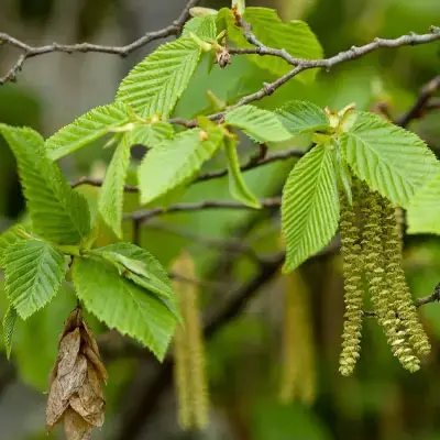 beervelde-carpinus_betulus