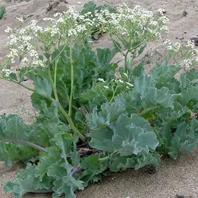 beervelde-crambe_maritima
