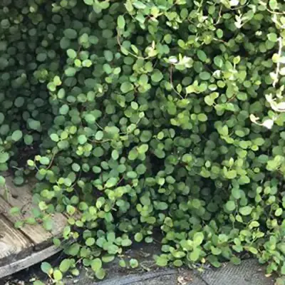 beervelde-muehlenbeckia_axillaris