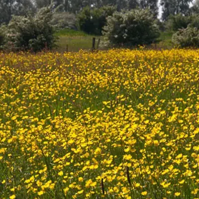 beervelde-ranunculus_acris