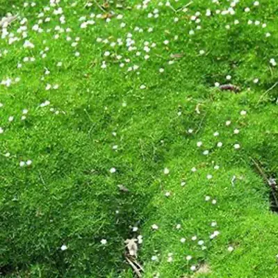 beervelde-sagina_subulata