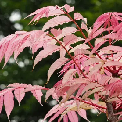 beervelde-toona_sinensis_flamingo
