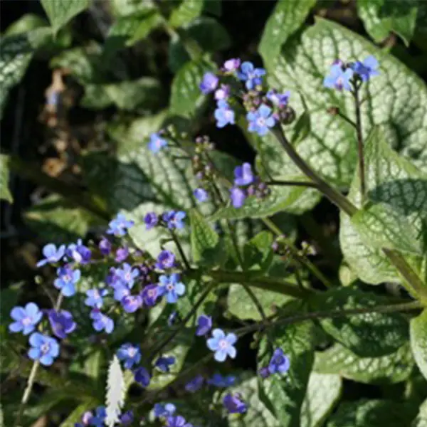 beervelde_2024-brunnera_macrophylla_sea_heart