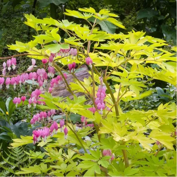 beervelde_2024-dicentra_spectabilis_yellow_leaf