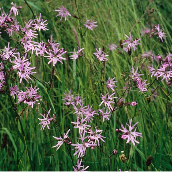 beervelde_2024-lychnis_flos_cuculi