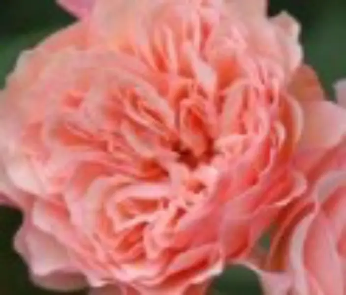 beervelde_2024-rosa_leander