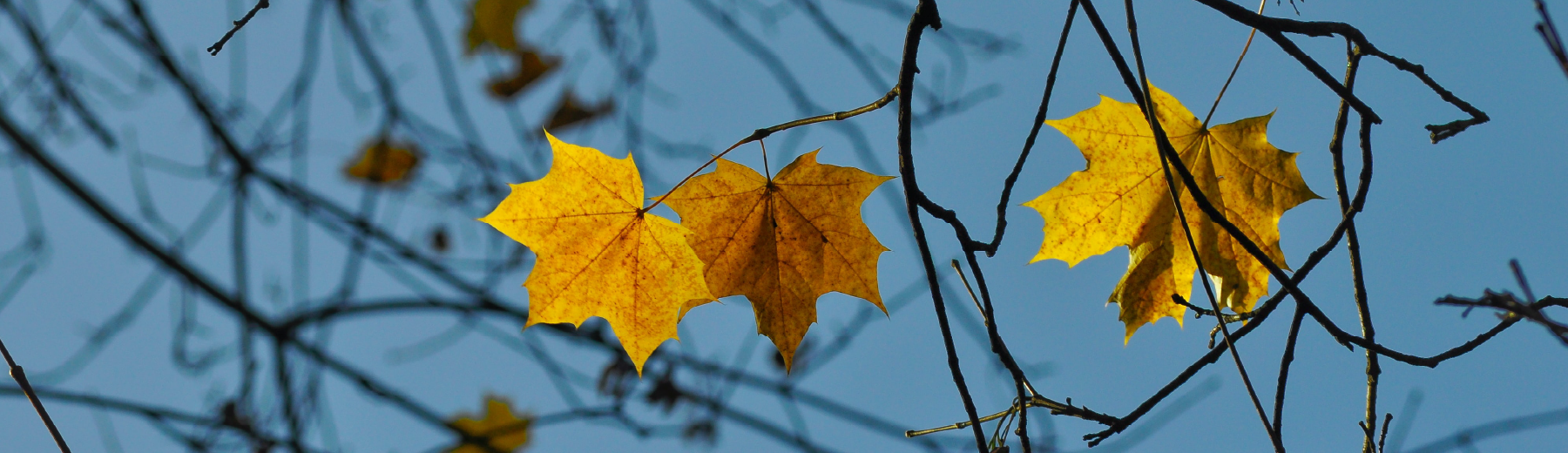 herfstweer